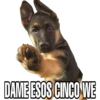 Perritos con frases 8