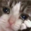 cute cat reactions 7