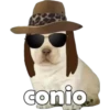PERRITO PACK 5 8