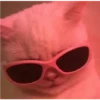 cute cat reactions 8