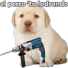 PERRITO PACK 12 6