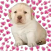 PERRITO PACK 12 9