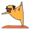 Perros & Yoga 7