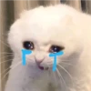 cute cat reactions 10
