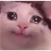 cute cat reactions 11