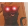 cute cat reactions 12