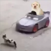 PERRITO PACK 12 10