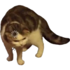 Memes uwu 14 15