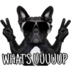 Perritos con frases 15