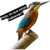 animalitos del bosque 14