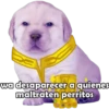 PERRITO PACK 5 12