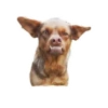 Lomitos (Perritos) de Internet 5