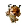 Lomitos (Perritos) de Internet 6