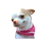 Lomitos (Perritos) de Internet 7