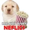 PERRITO PACK 5 14