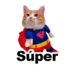 Gatitozzz 7