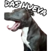 Perritos con frases 22