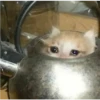 cute cat reactions 14