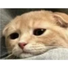 cute cat reactions 15