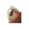 Lomitos (Perritos) de Internet 11