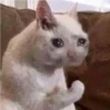 cute cat reactions 16