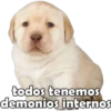 PERRITO PACK 5 16