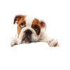 Lomitos (Perritos) de Internet 12