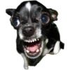PERRITOS ASADOS 9