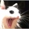 cute cat reactions 17