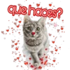 que haces?
Bokkis