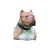 Lomitos (Perritos) de Internet 13