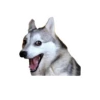 Lomitos (Perritos) de Internet 14