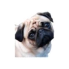 Lomitos (Perritos) de Internet 15