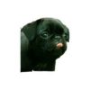 Lomitos (Perritos) de Internet 16