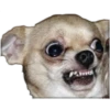 PERRITOS ASADOS 11
