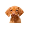 Lomitos (Perritos) de Internet 17
