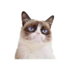 Memes for WhatsApp 17