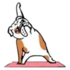 Perros & Yoga 12