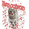Tkm cabron
cokki