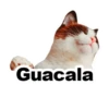 Gatitozzz 10