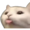 cute cat reactions 18