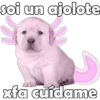 soi un ajolote
xfa cuidame