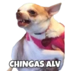 Perritos con frases 29