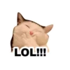 Gatitozzz 12
