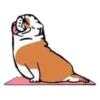 Perros & Yoga 14