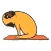 Perros & Yoga 16