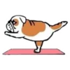Perros & Yoga 17