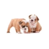 Lomitos (Perritos) de Internet 19