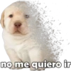 PERRITO PACK 5 21