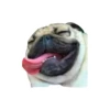 Lomitos (Perritos) de Internet 20